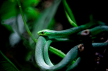 金环蛇(惊奇！深圳称发现数条金环蛇，专家确认竟然是外来物种？)