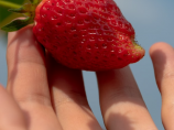 【种啥得啥】介绍：种草莓得甜莓果，一文教你如何种植优质草莓！